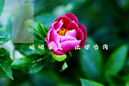 婚姻家庭 法律咨询 婚姻家庭 法律咨询